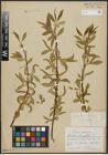 Foto von Salix alba L. x Salix fragilis L.